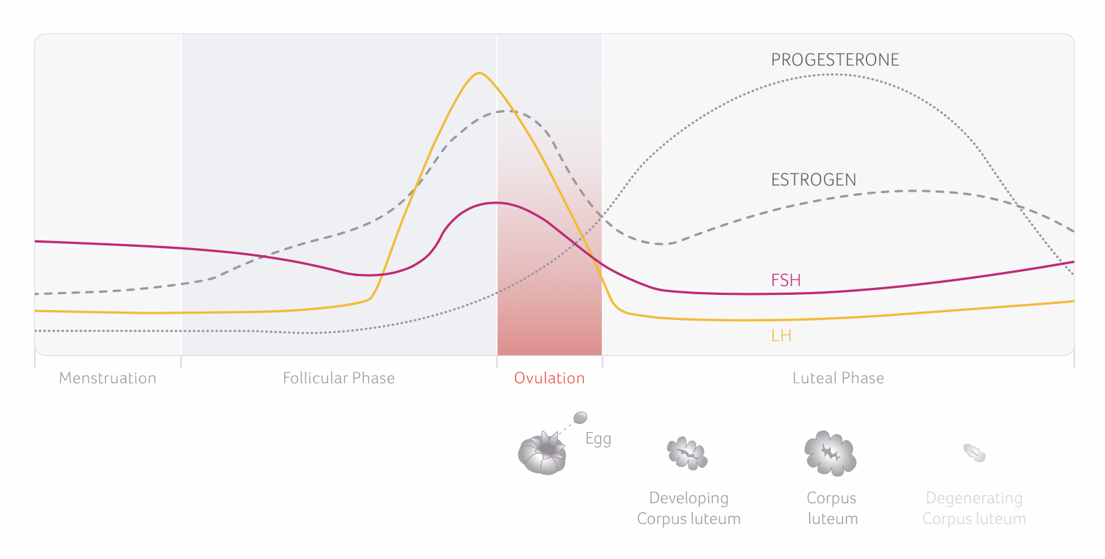Grafiek hormonen in de menstruatiecyclus: oestrogeen, progesteron, FSH en LH per cyclusfase