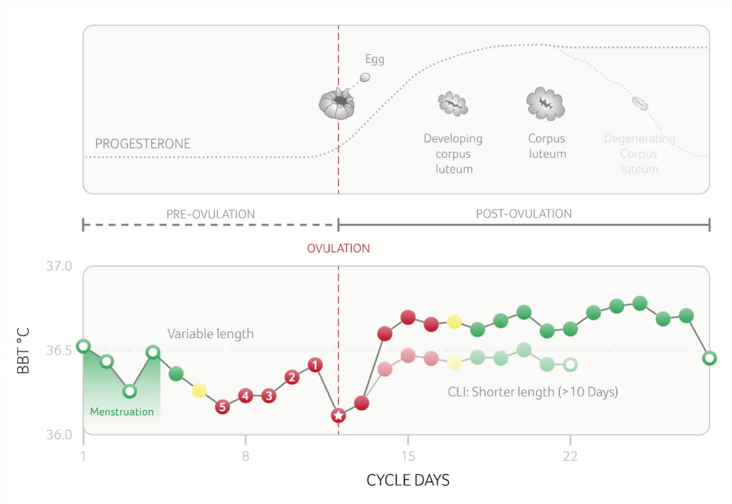 Daysy BBT-curve met korte luteale fase: temperatuur stijgt en daalt na enkele dagen weer